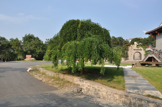 綠樹