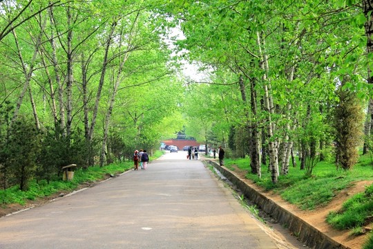 綠蔭 樹蔭