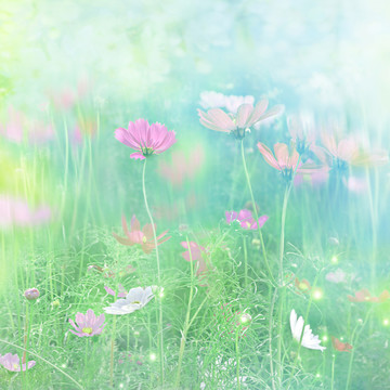 格桑花 波斯菊 裝飾畫(huà) 無(wú)框畫(huà)