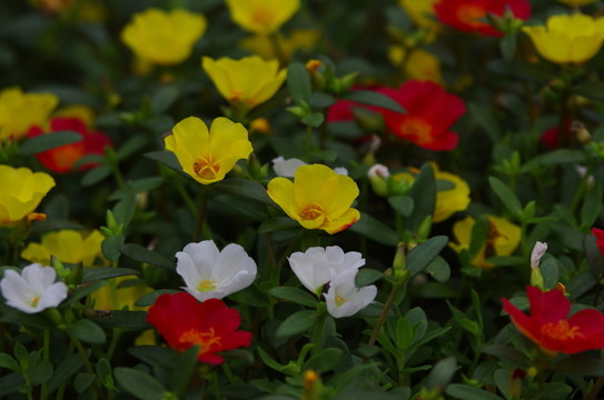 花