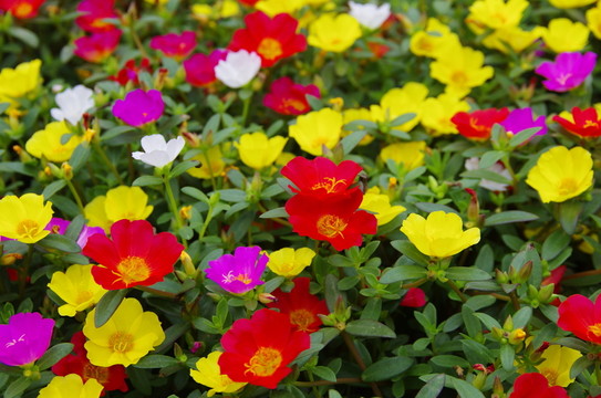 花