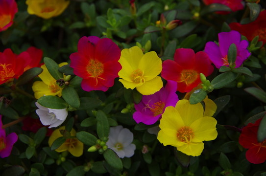 花