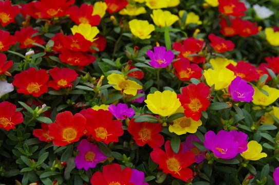 花