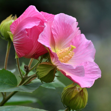 芙蓉花
