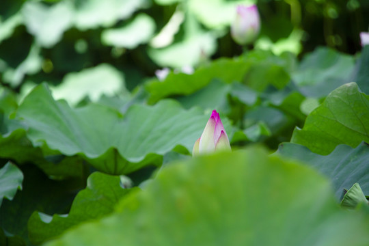 蓮花