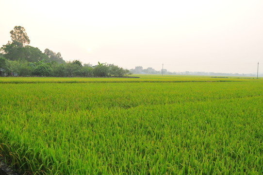 田園風光 稻田 成熟季節(jié)