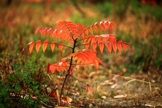 紅葉