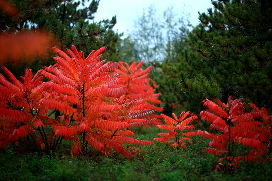 紅葉
