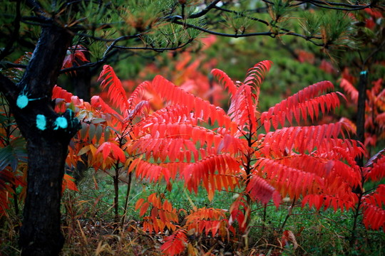 紅葉