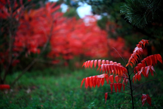 紅葉