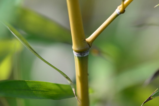 竹子
