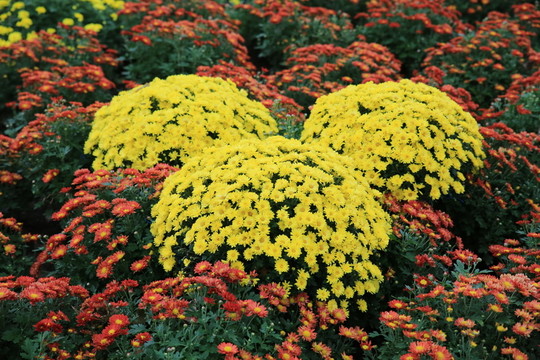 菊花