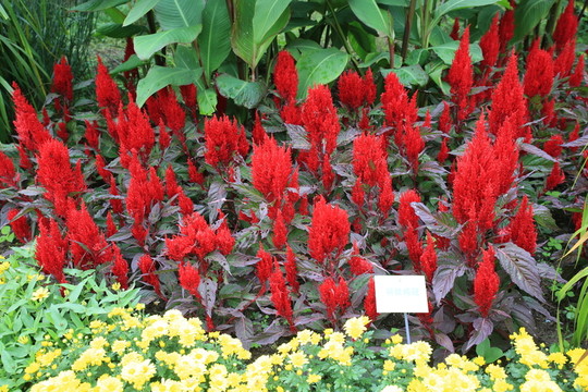 花卉
