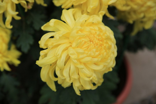 菊花