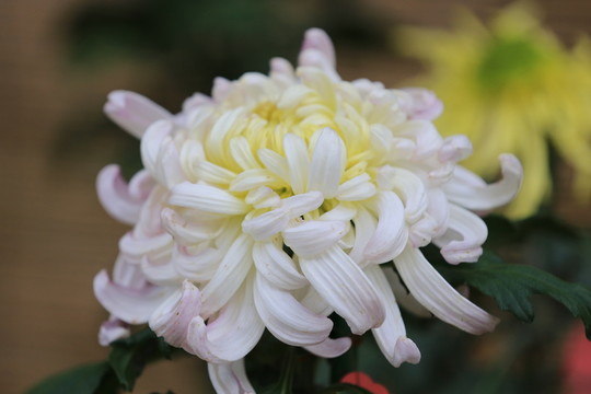 菊花