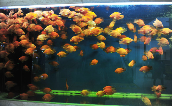 一群金魚