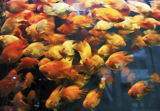 可愛的群魚圖