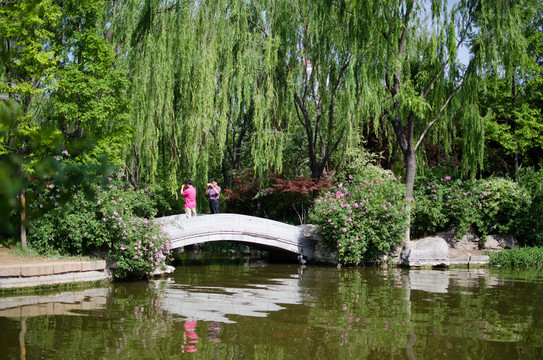 大明湖 小橋