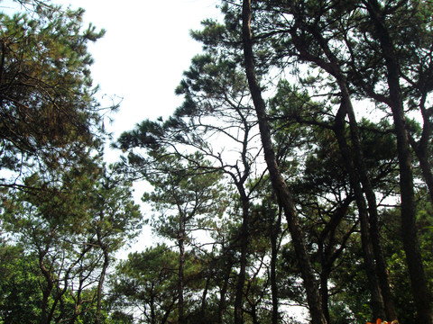 松樹(shù)林