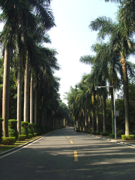 椰林大道