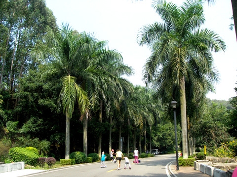 椰林大道