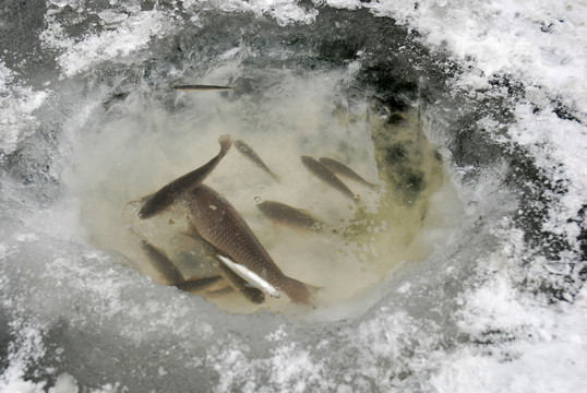 冬季釣魚(yú)人養(yǎng)魚(yú)的冰坑