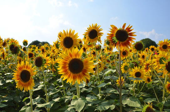 向日葵 太陽(yáng)花 金黃色 金燦燦