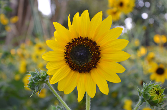 向日葵 太陽(yáng)花 金黃色 金燦燦