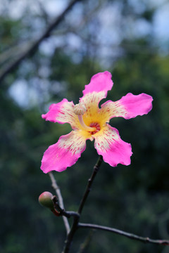 木棉花