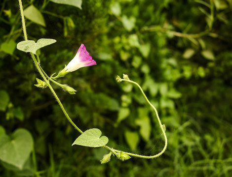 牽牛花