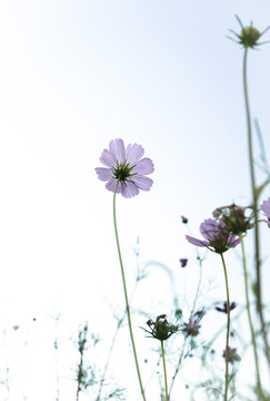 小花
