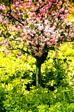 桃花