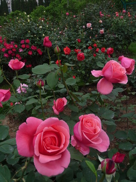 花卉