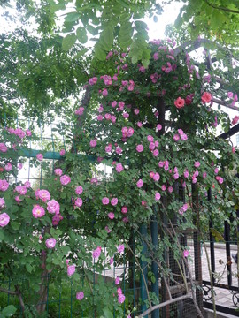 薔薇花