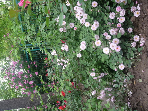 薔薇花