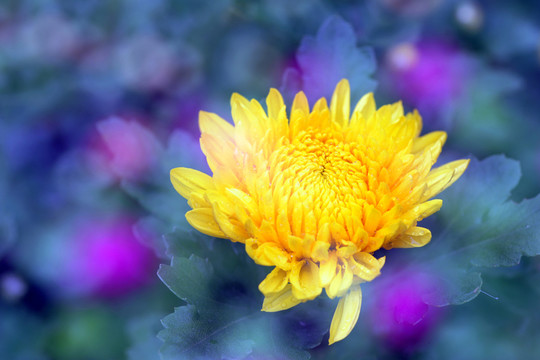 菊花