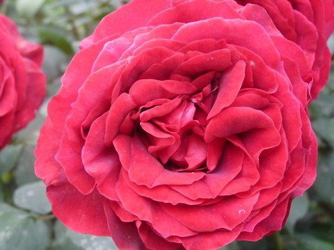 紅玫瑰花