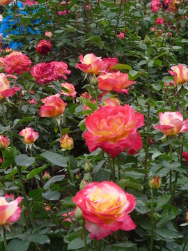 玫瑰花