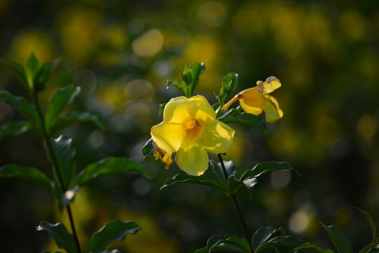 黃蟬花