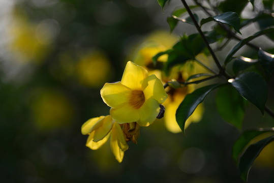 黃蟬花