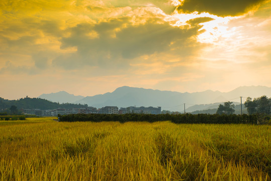 稻田 夕陽(yáng)