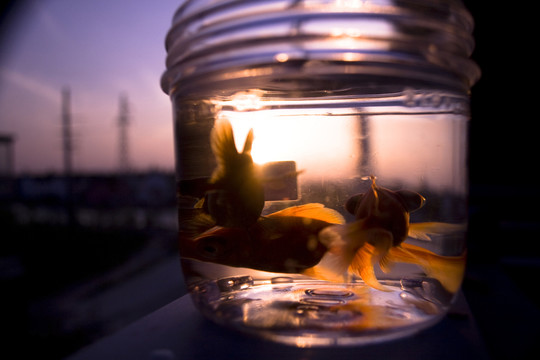 魚