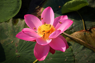 蜜蜂與荷花