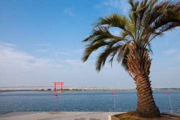 大海 椰子樹