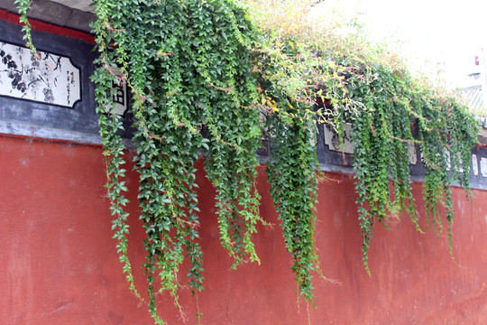 植物