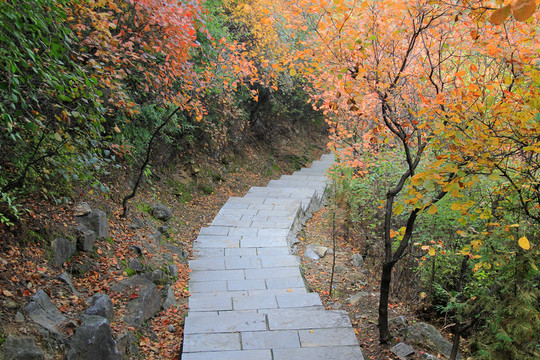 盤山路 石階