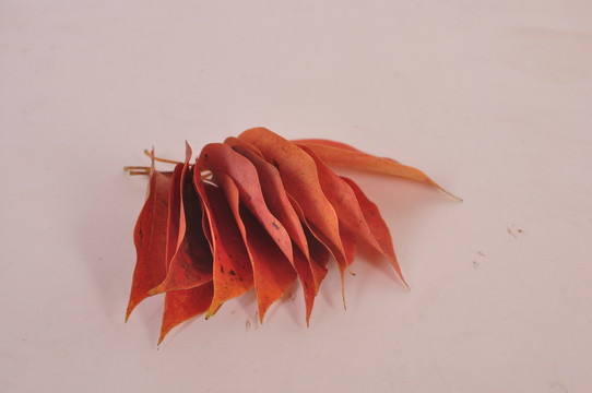 紅葉 白背景 素材 攝影 配圖