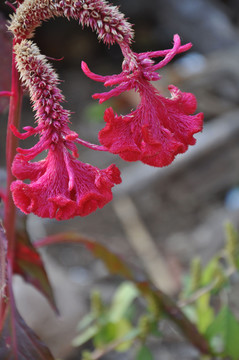 雞冠花