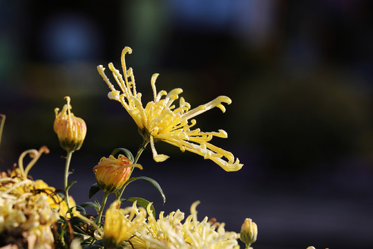 菊花