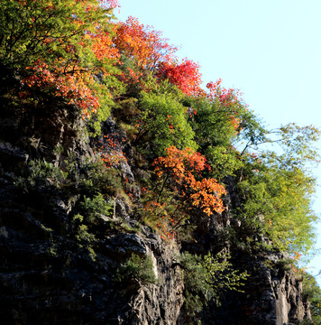 紅葉